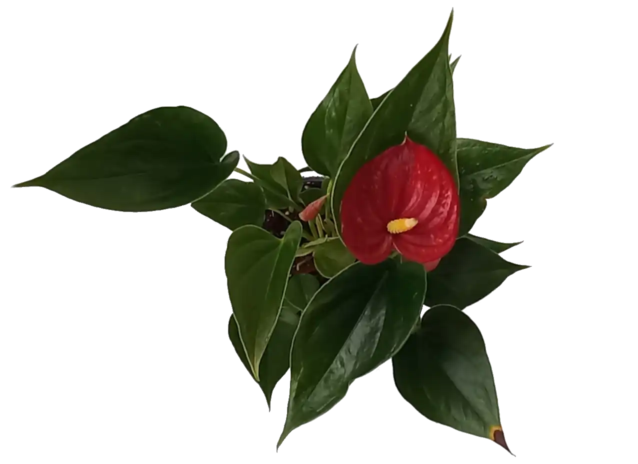 image with flower Anthourio