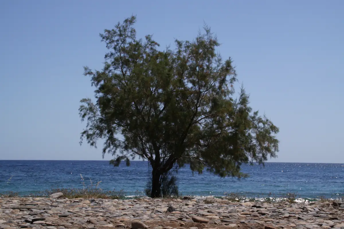 Γιατί μυρίζουν τα σκουπίδια